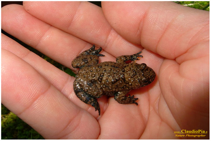 bombina pachypus, ululone ventre giallo, val d'aveto